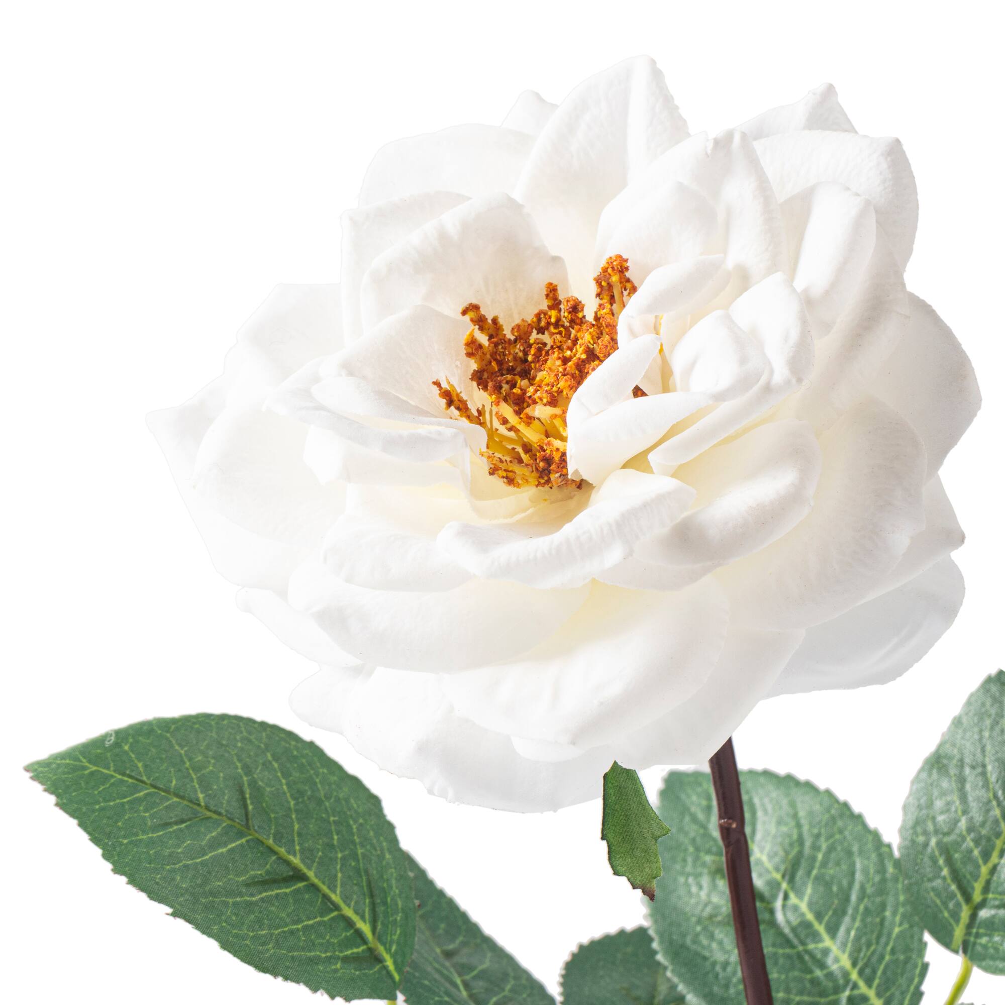 Orlane Rose Stem by Ashland®